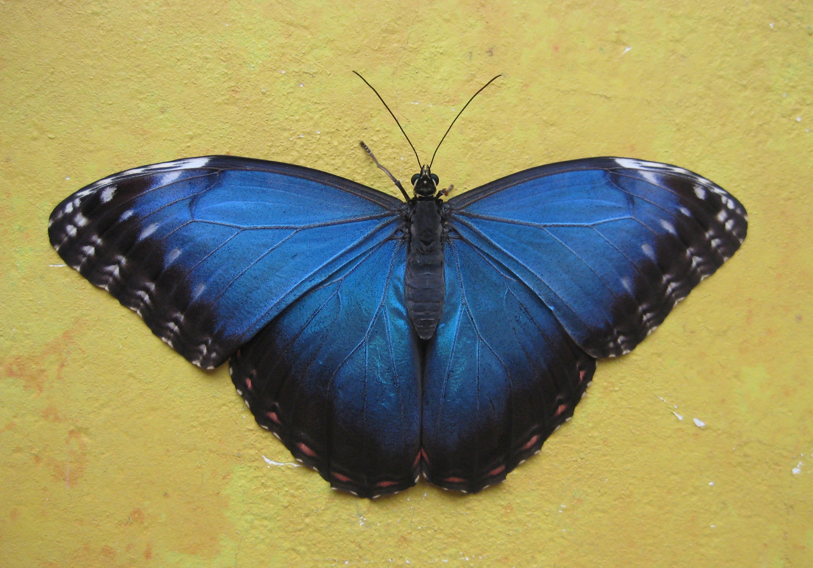 Morpho Butterfly Free Image Peakpx 