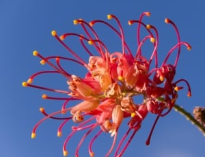 pink spider lily thumbnail