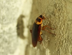 cockroach thumbnail