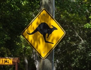 yellow warning kangaroo crossing signage thumbnail
