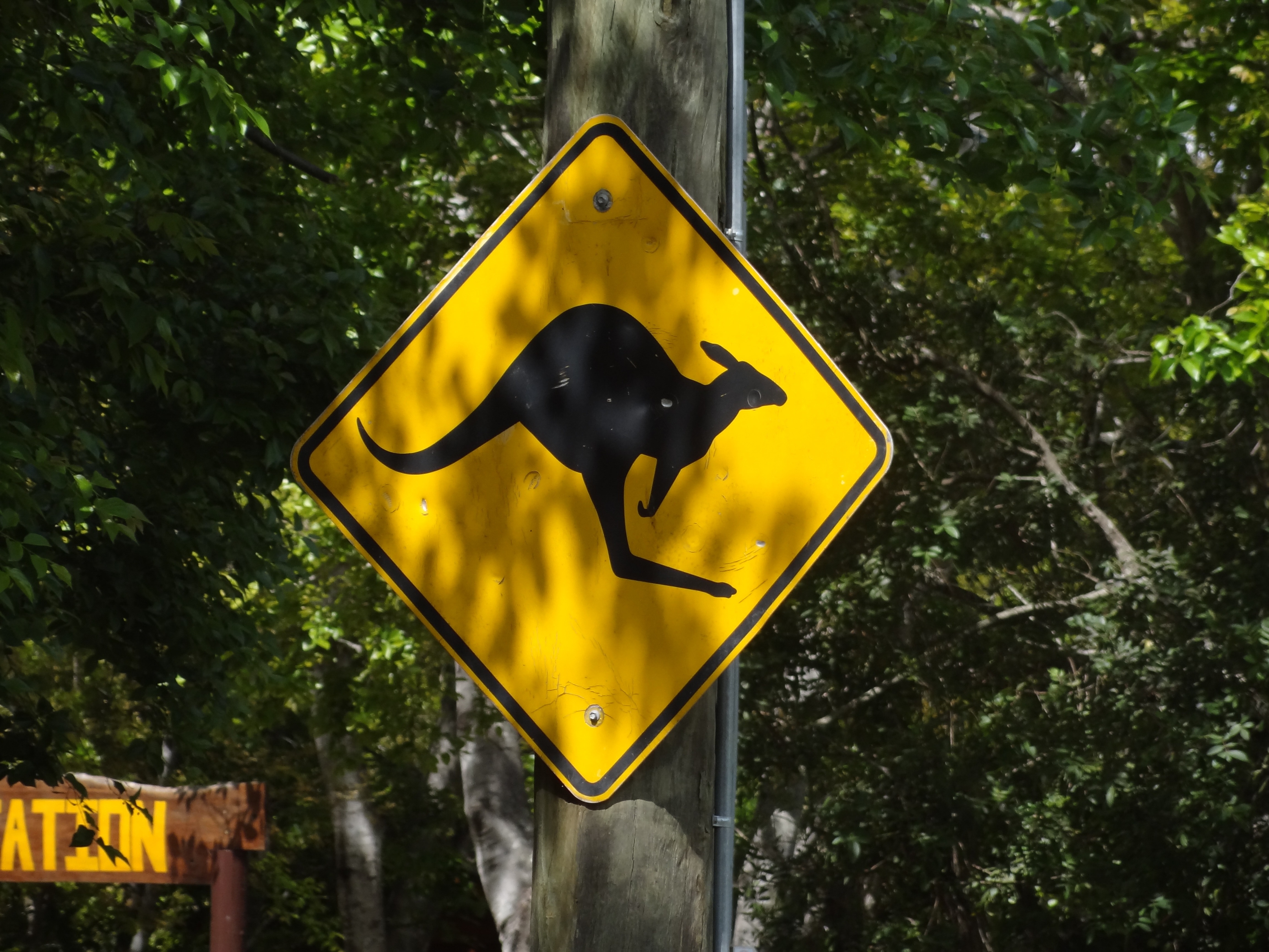 yellow warning kangaroo crossing signage