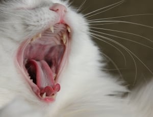 white long fur kitten thumbnail