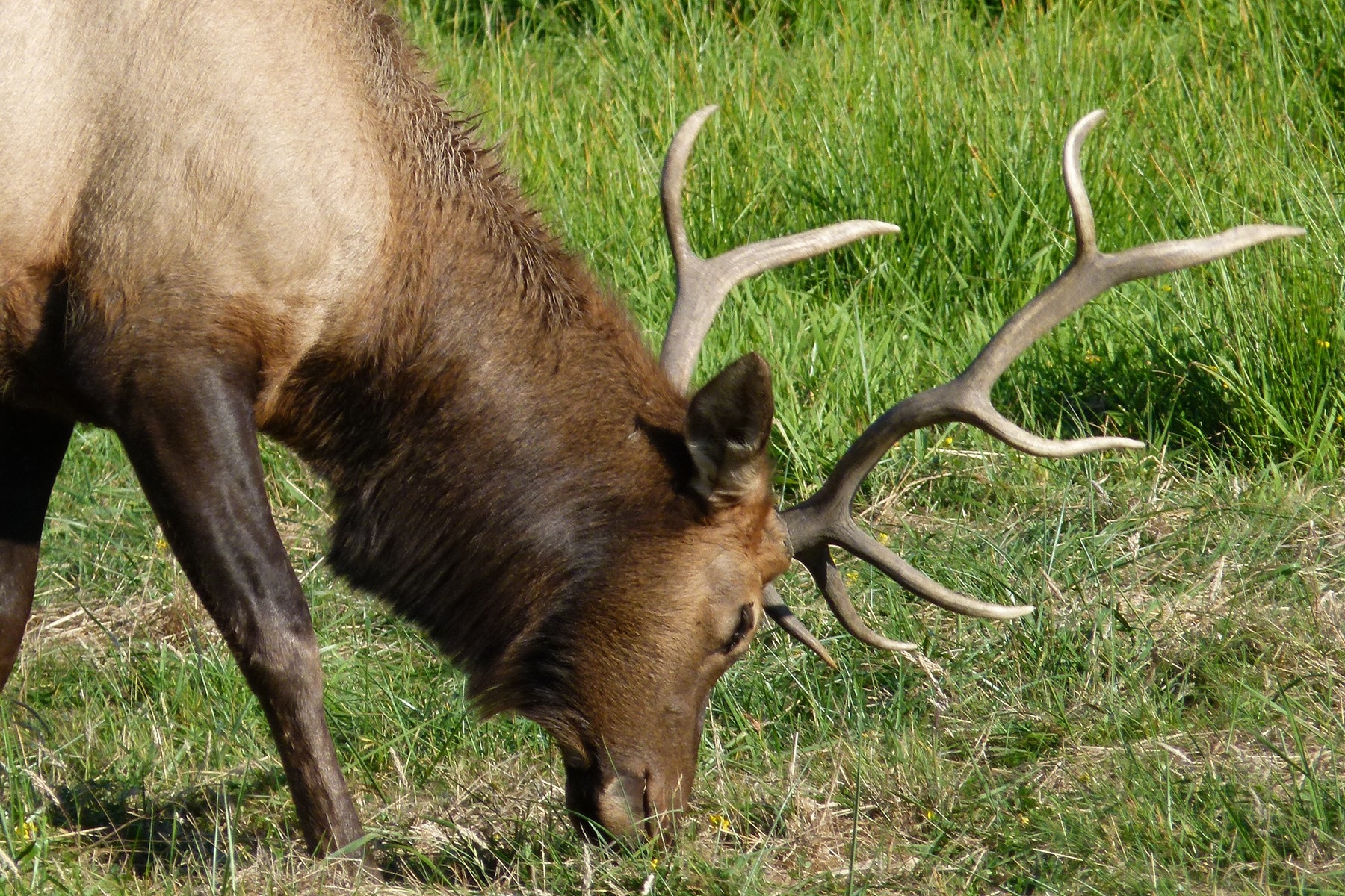 brown moose