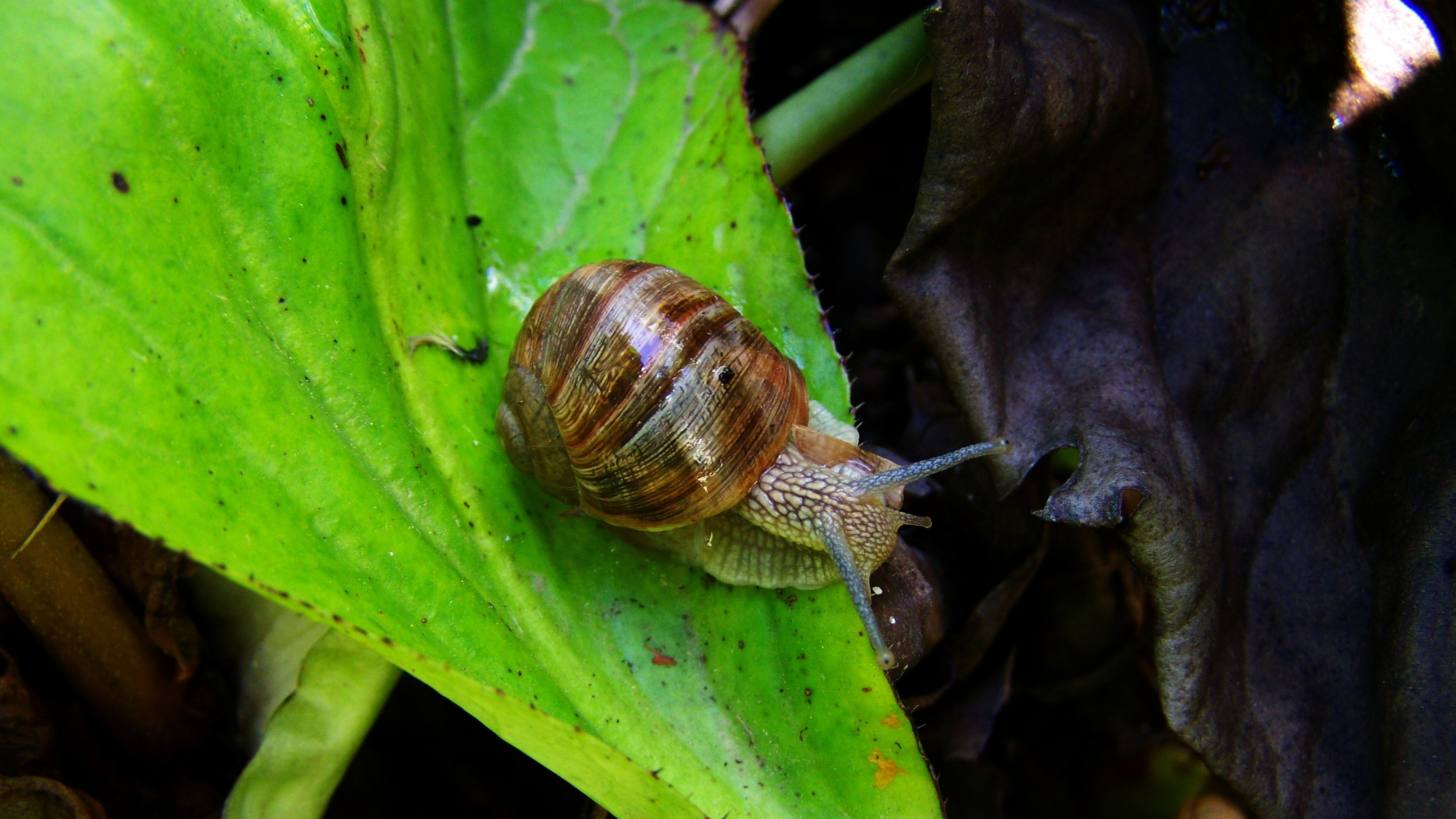 brown and beige snail