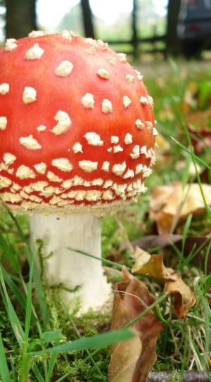 white and red mushroom thumbnail