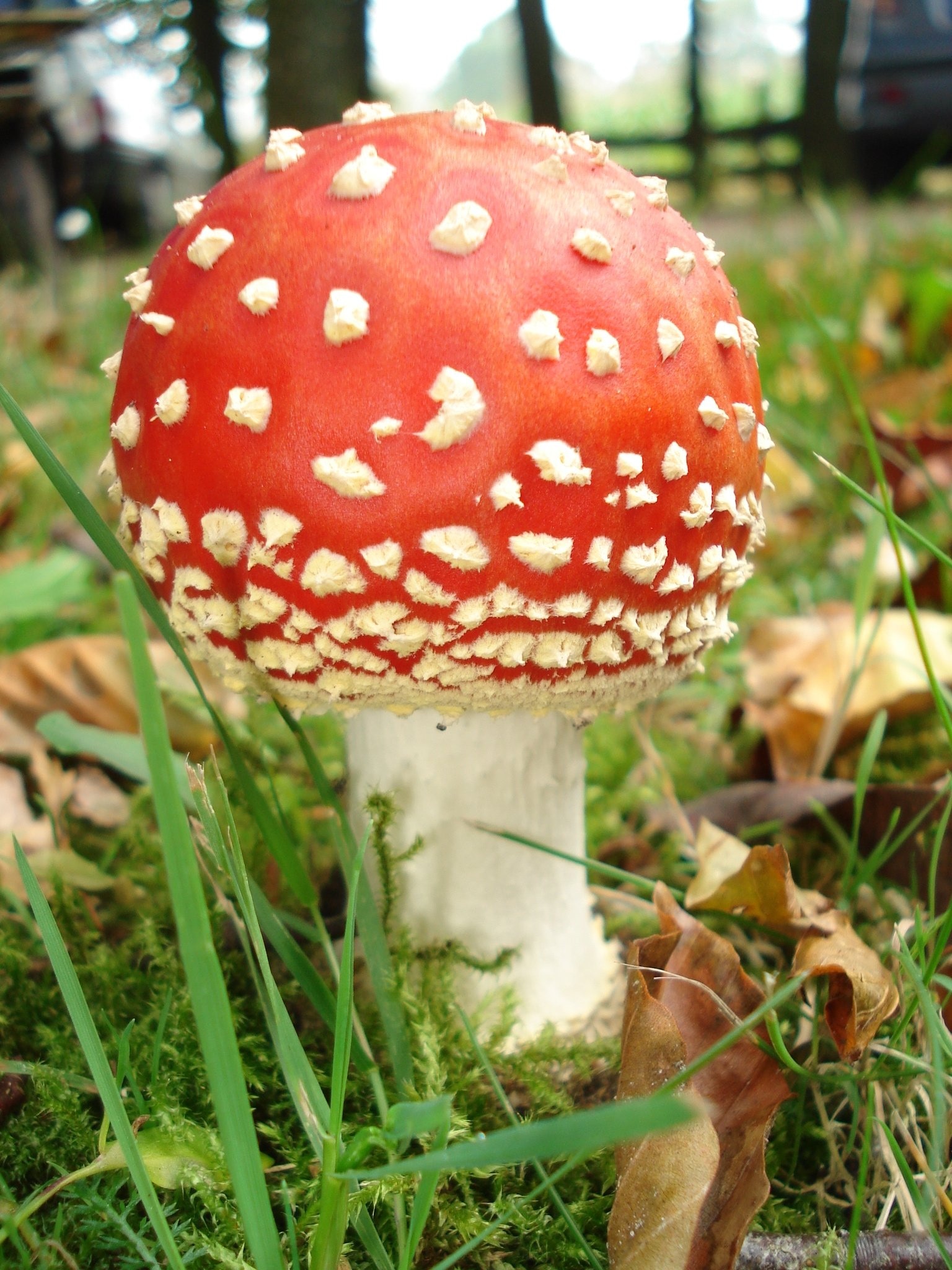 white and red mushroom