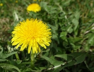 yellow dandelion thumbnail