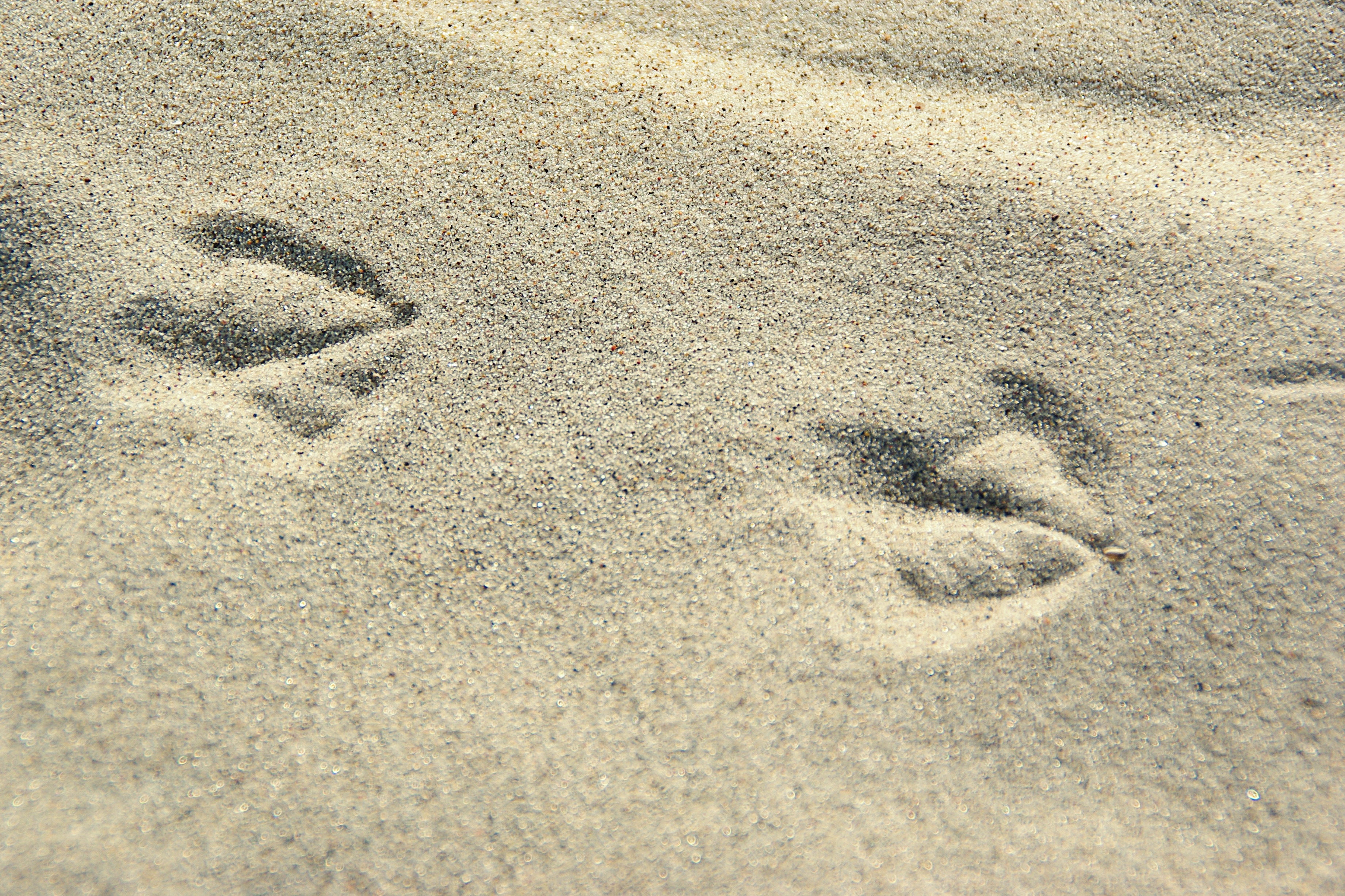 Следы на песке слушать. Следы на песке. Следы ящерицы на песке. Песок рисунок. Следы Чайки.