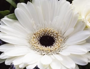 white multi petaled flower thumbnail