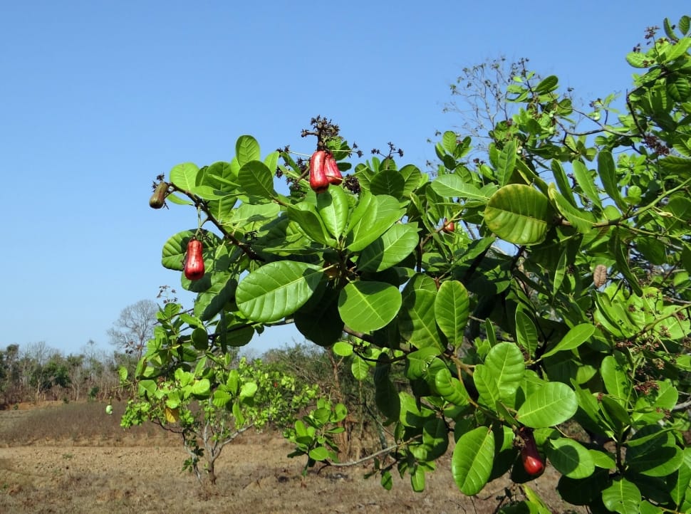 green leaf tree preview