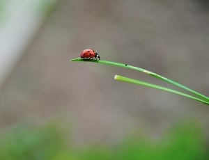 red beetle thumbnail