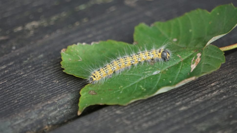 yellow and grey moth caterpillar preview