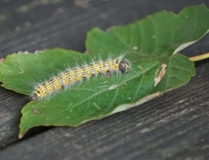 yellow and grey moth caterpillar thumbnail
