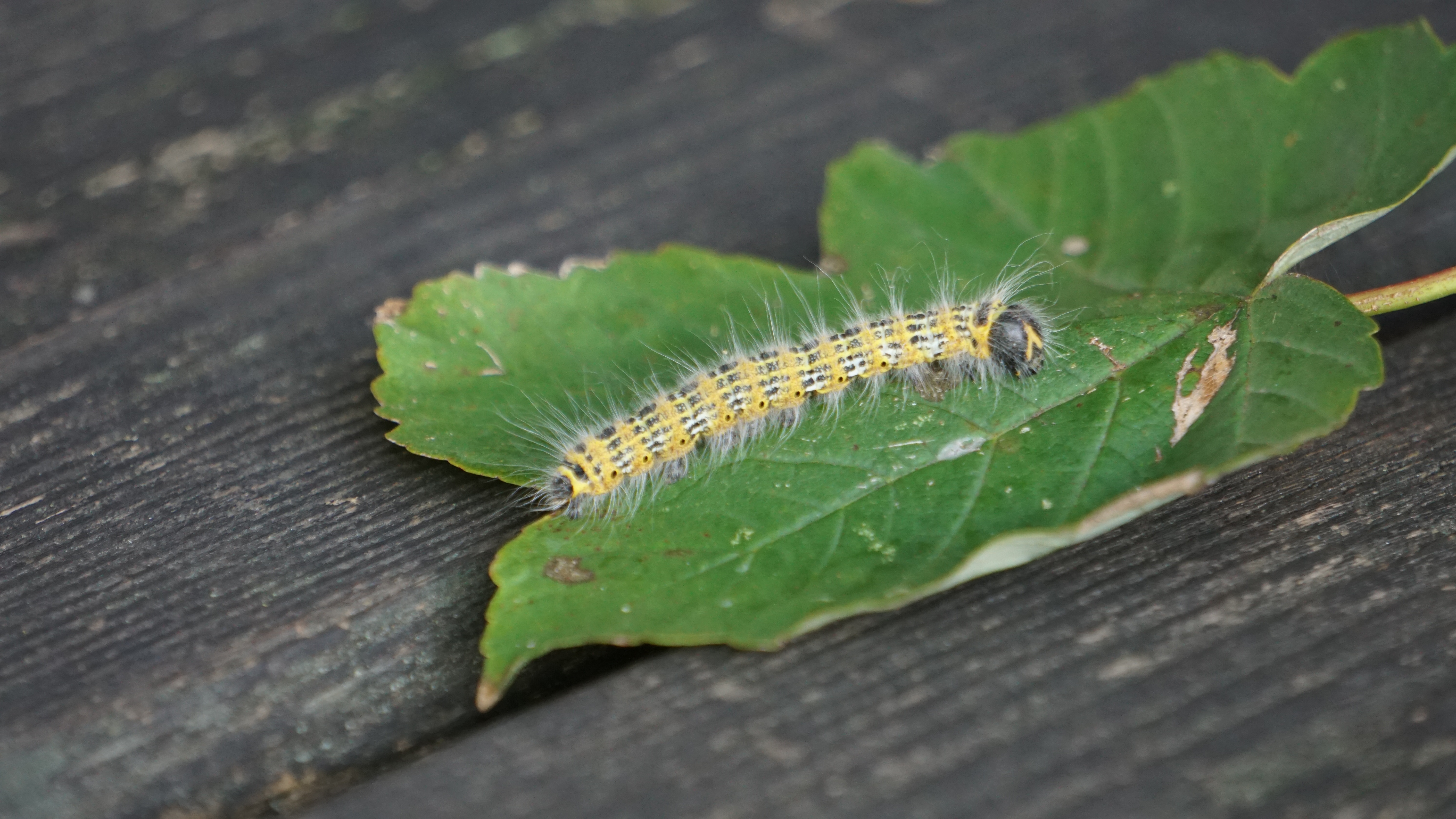 yellow and grey moth caterpillar