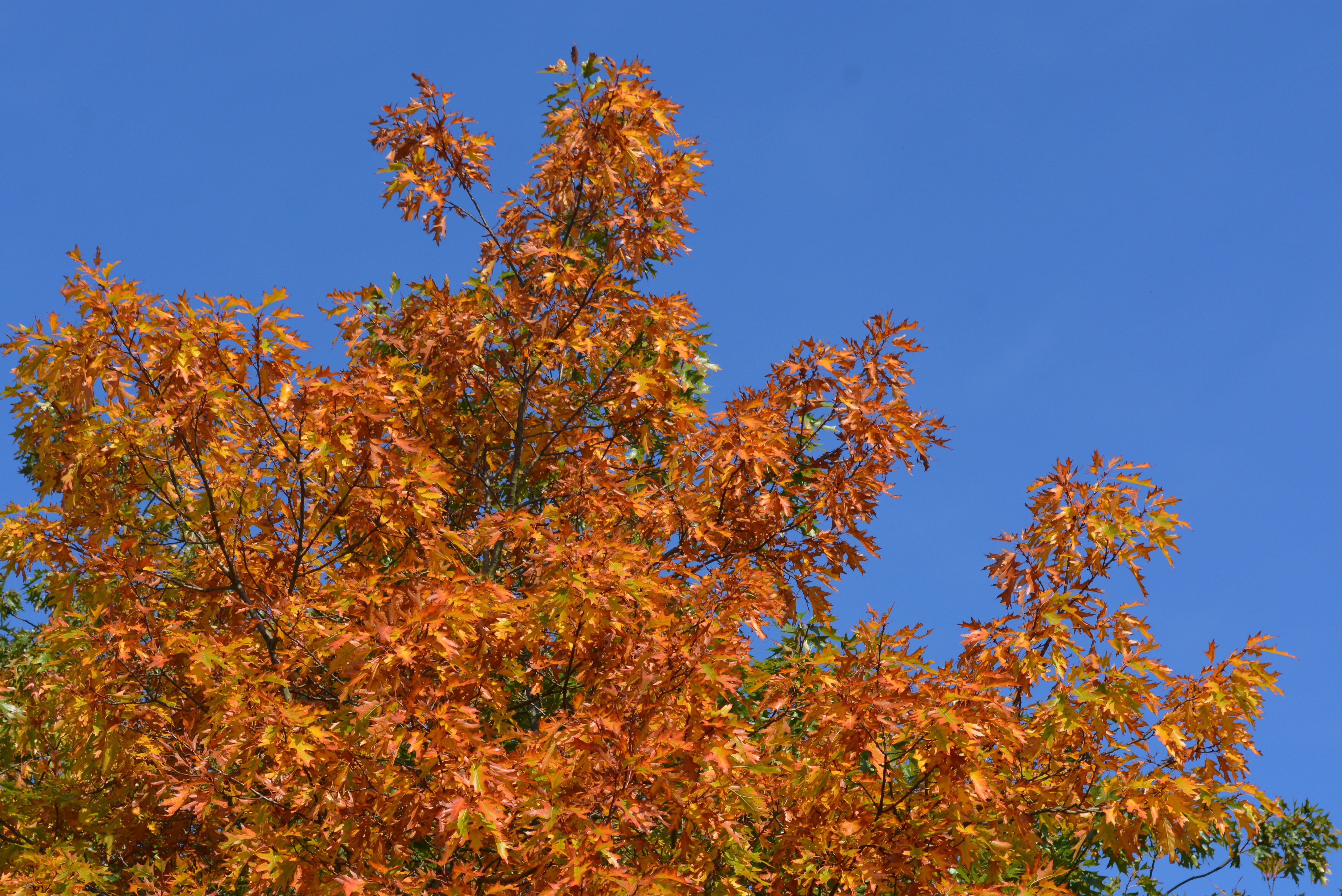 brown leaved tree