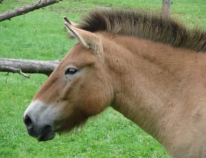 brown horse thumbnail