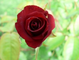 red rose thumbnail