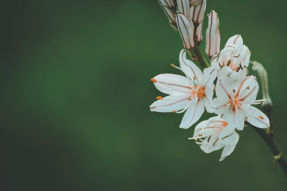 selective focus of white petaled flower preview