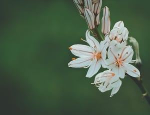 selective focus of white petaled flower thumbnail