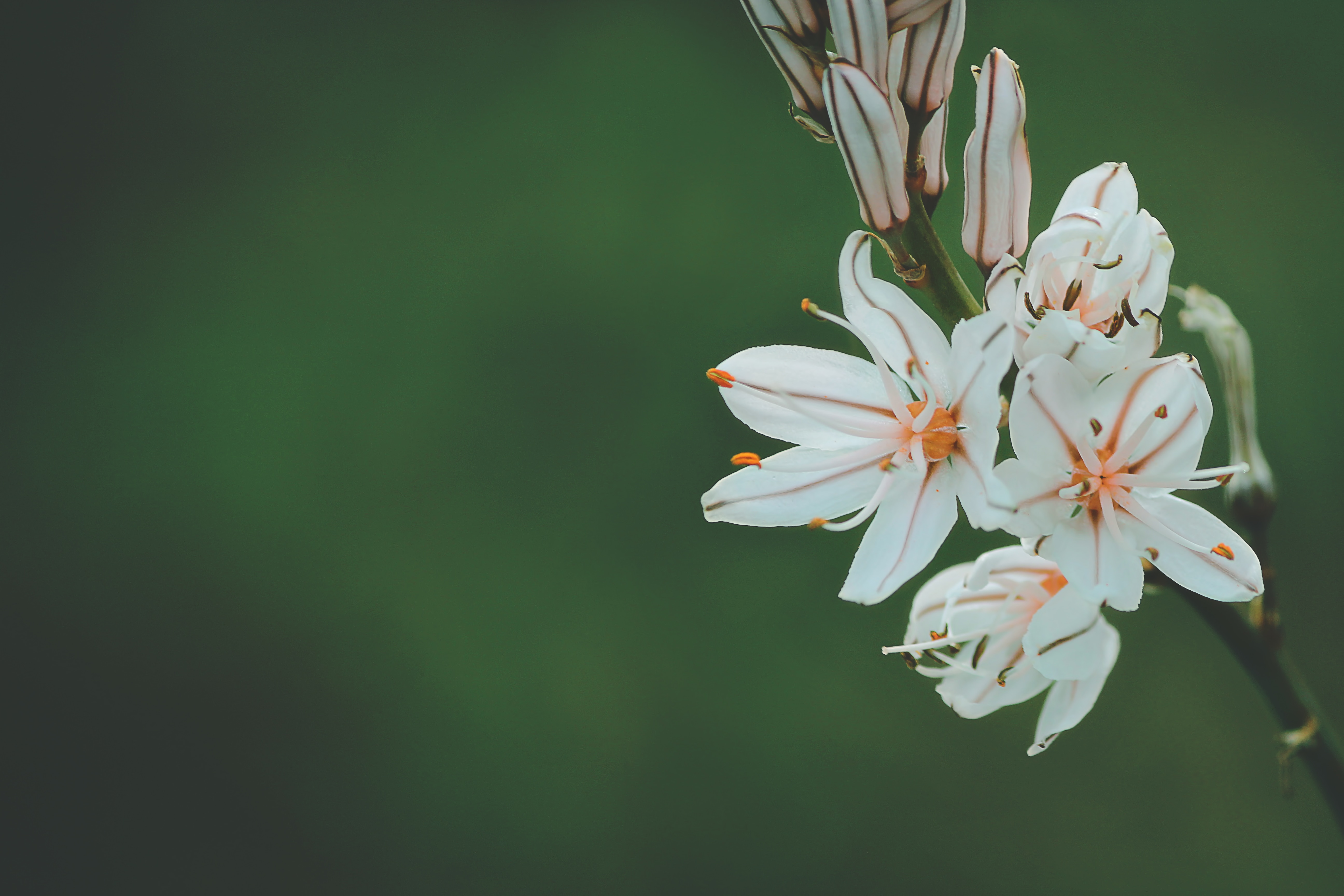 selective focus of white petaled flower