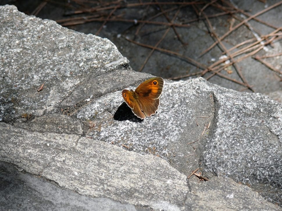 brown polephymus moth preview