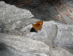 brown polephymus moth thumbnail