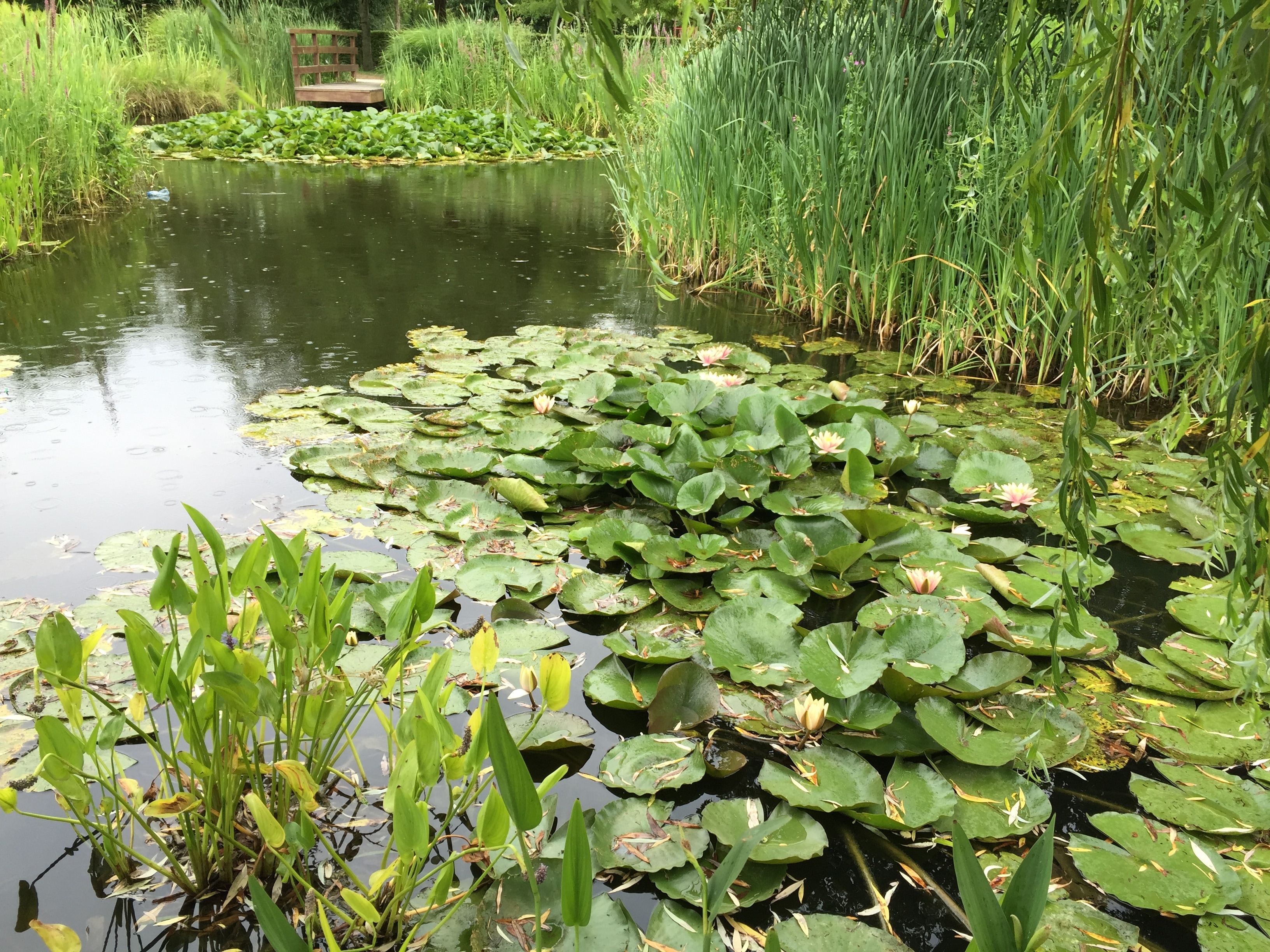 green water lilies