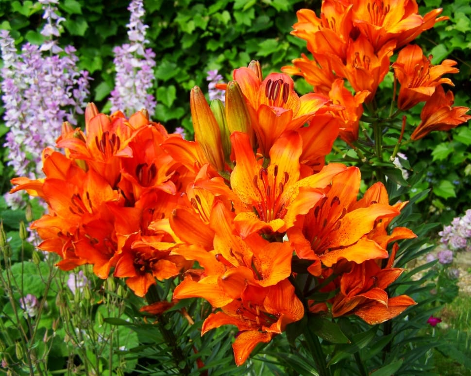 orange and yellow petaled flowers preview