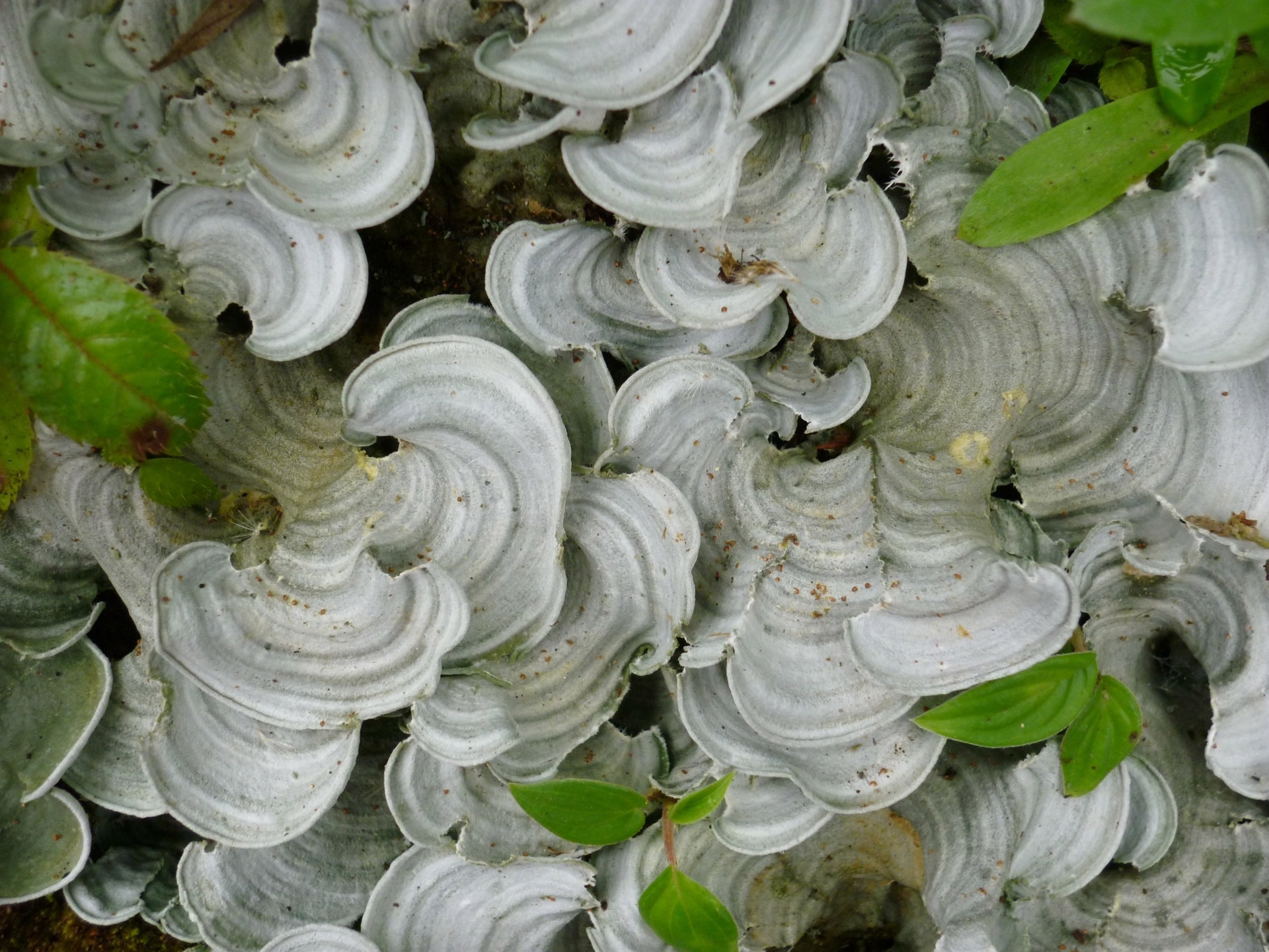 gray mushroom lot