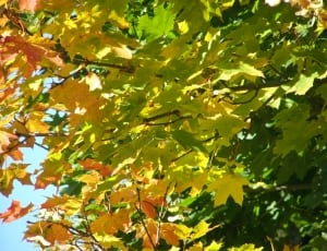 green maple leaf thumbnail