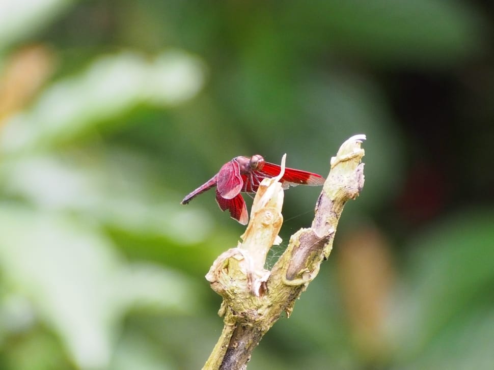 roseate dragonfly preview