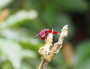 roseate dragonfly thumbnail