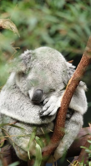 koala bear thumbnail