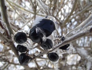 blackberry covered with ice thumbnail