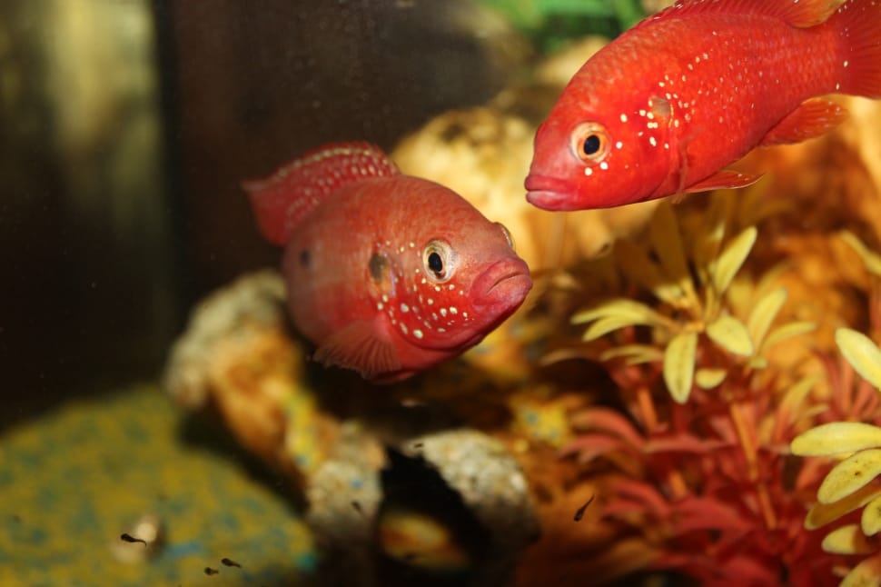 two red flowerhorn fish preview