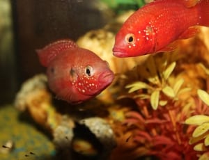 two red flowerhorn fish thumbnail
