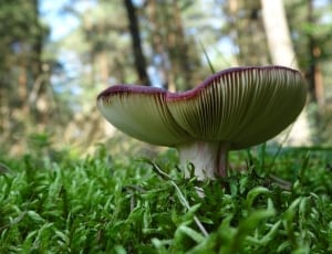 beige and purple mushroom thumbnail