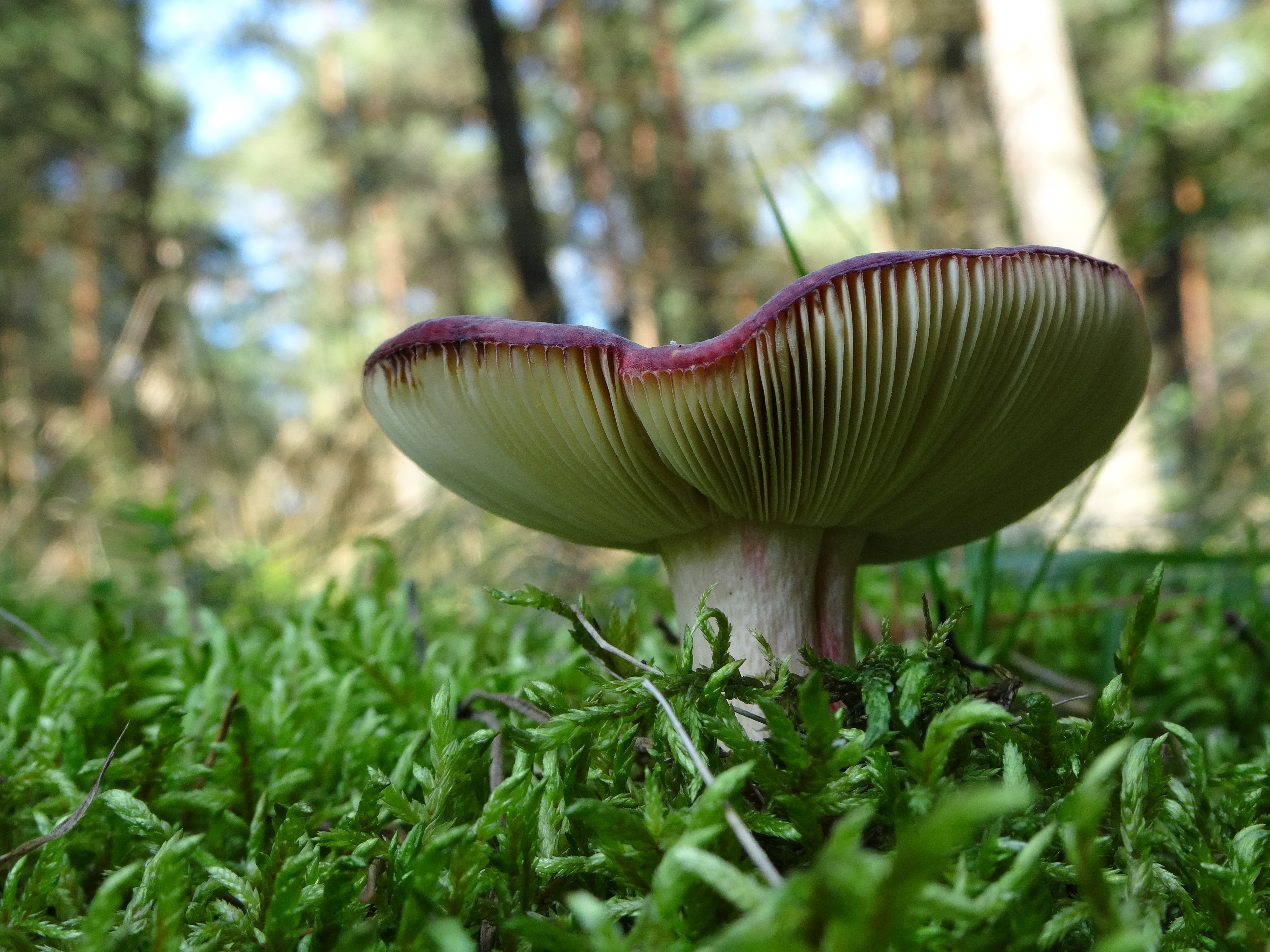 beige and purple mushroom