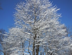 brown tree covered by snow thumbnail