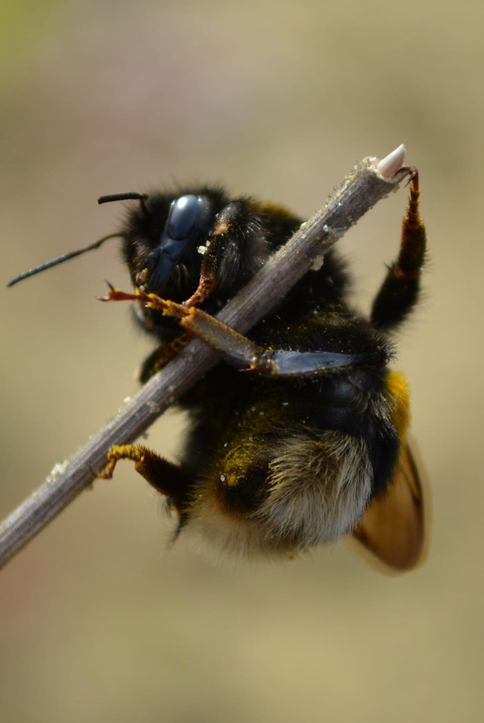 honey bee on gray twig preview