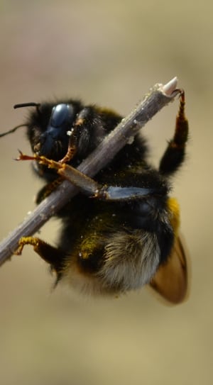 honey bee on gray twig thumbnail