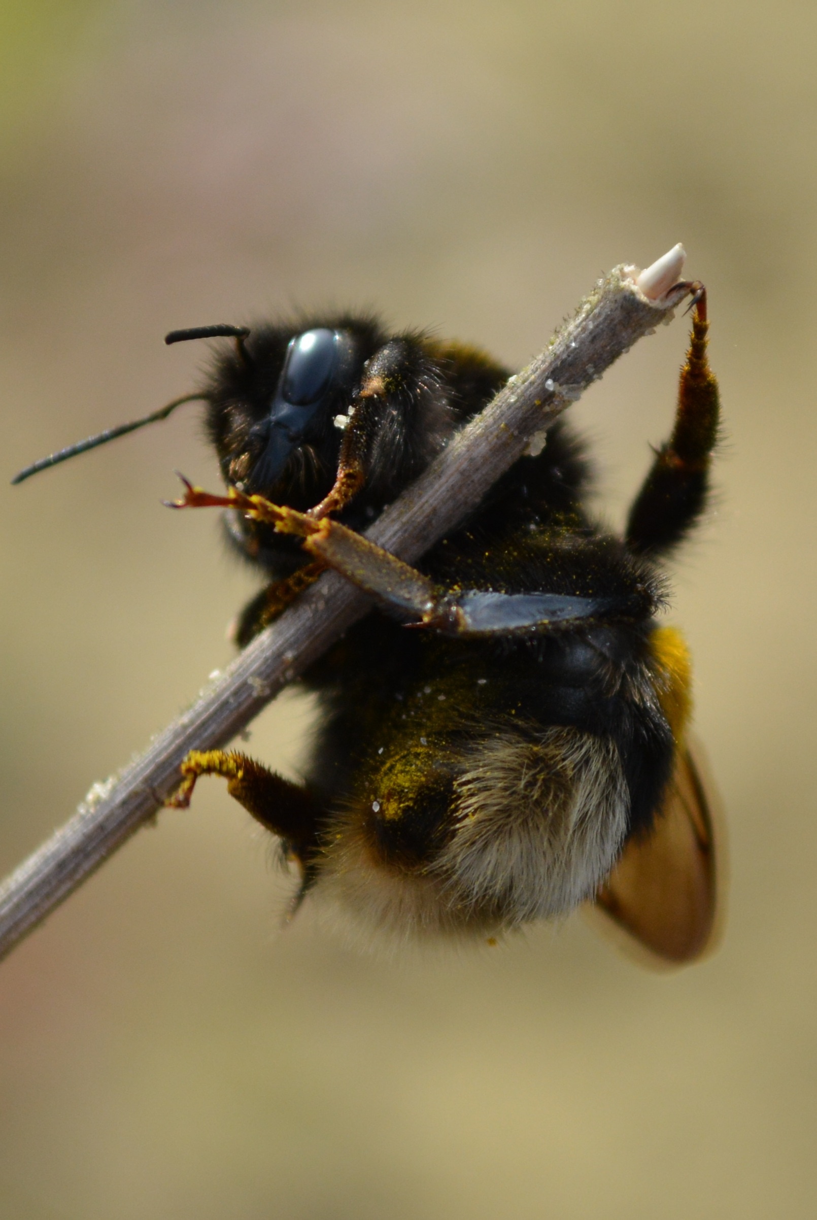 honey bee on gray twig