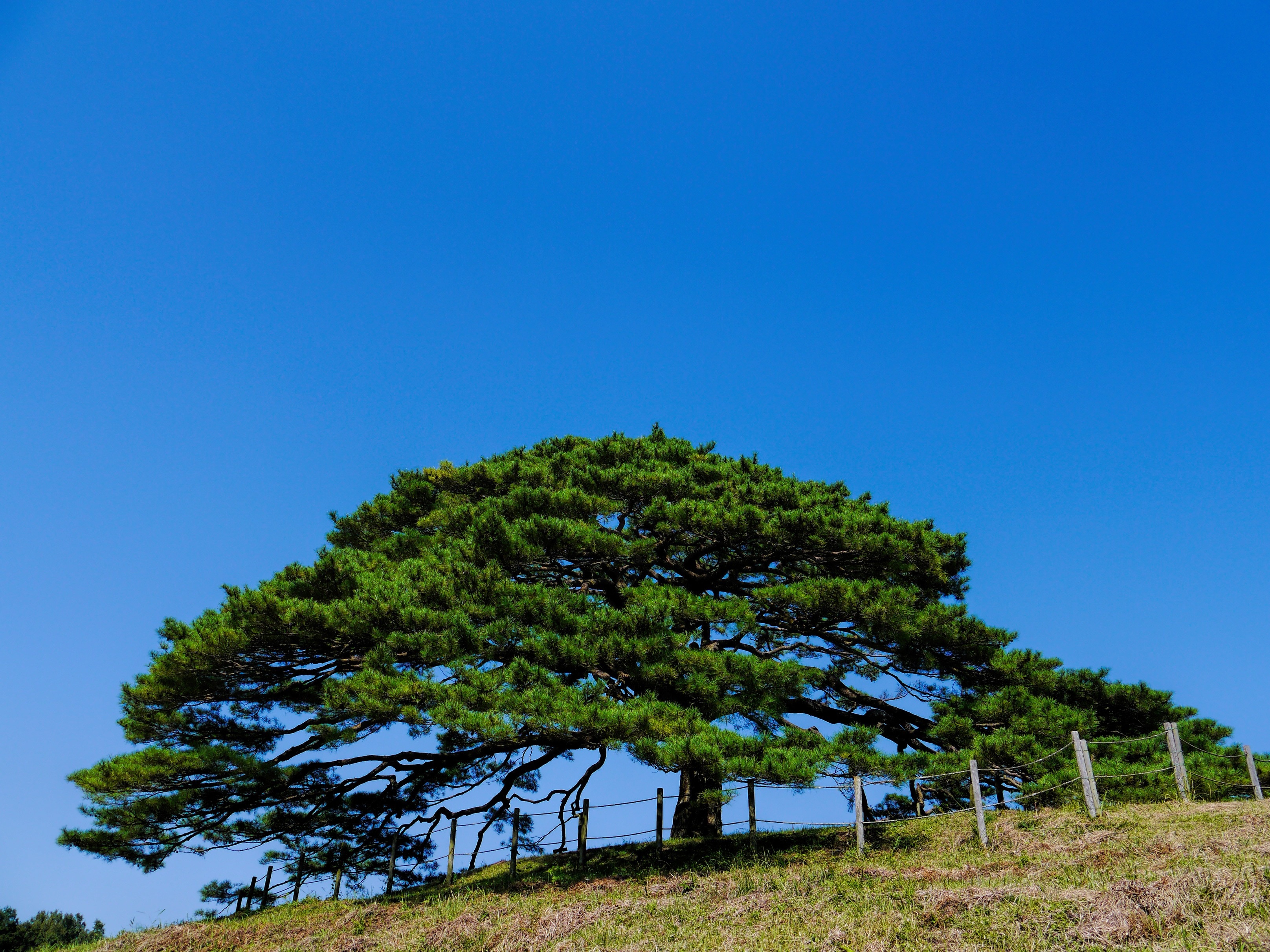 green tree