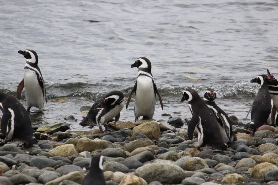 nine white-and-black pinguine near the sea during daytime preview