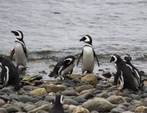 nine white-and-black pinguine near the sea during daytime thumbnail