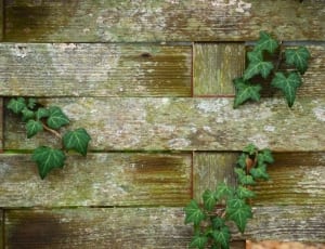 brown wooden surface with plants thumbnail