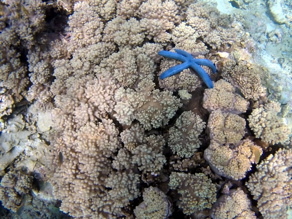 blue starfish and brown coral reefs preview