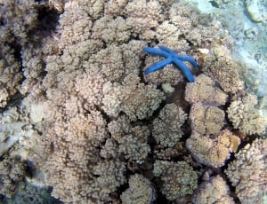 blue starfish and brown coral reefs thumbnail