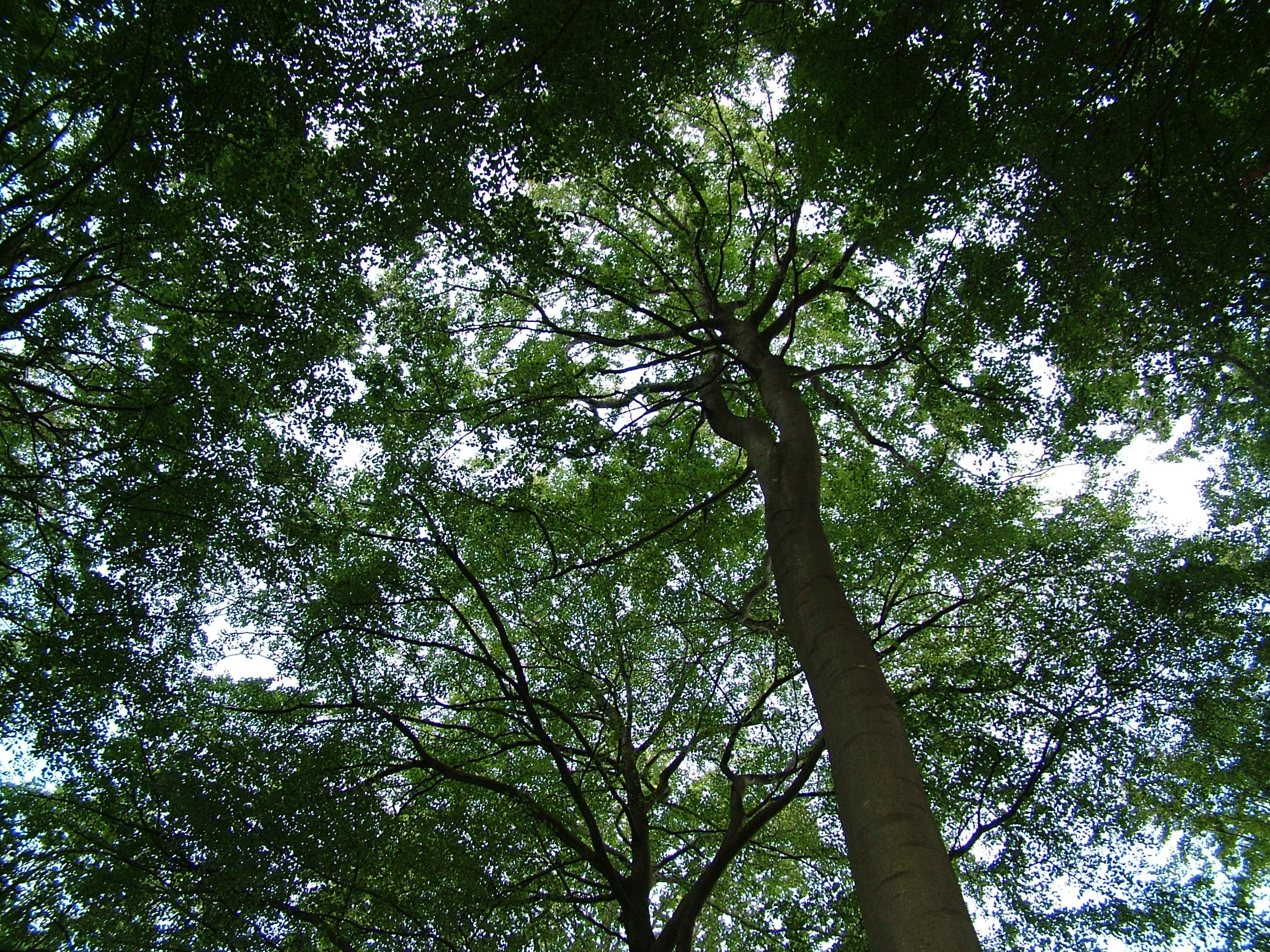 green leafed tree