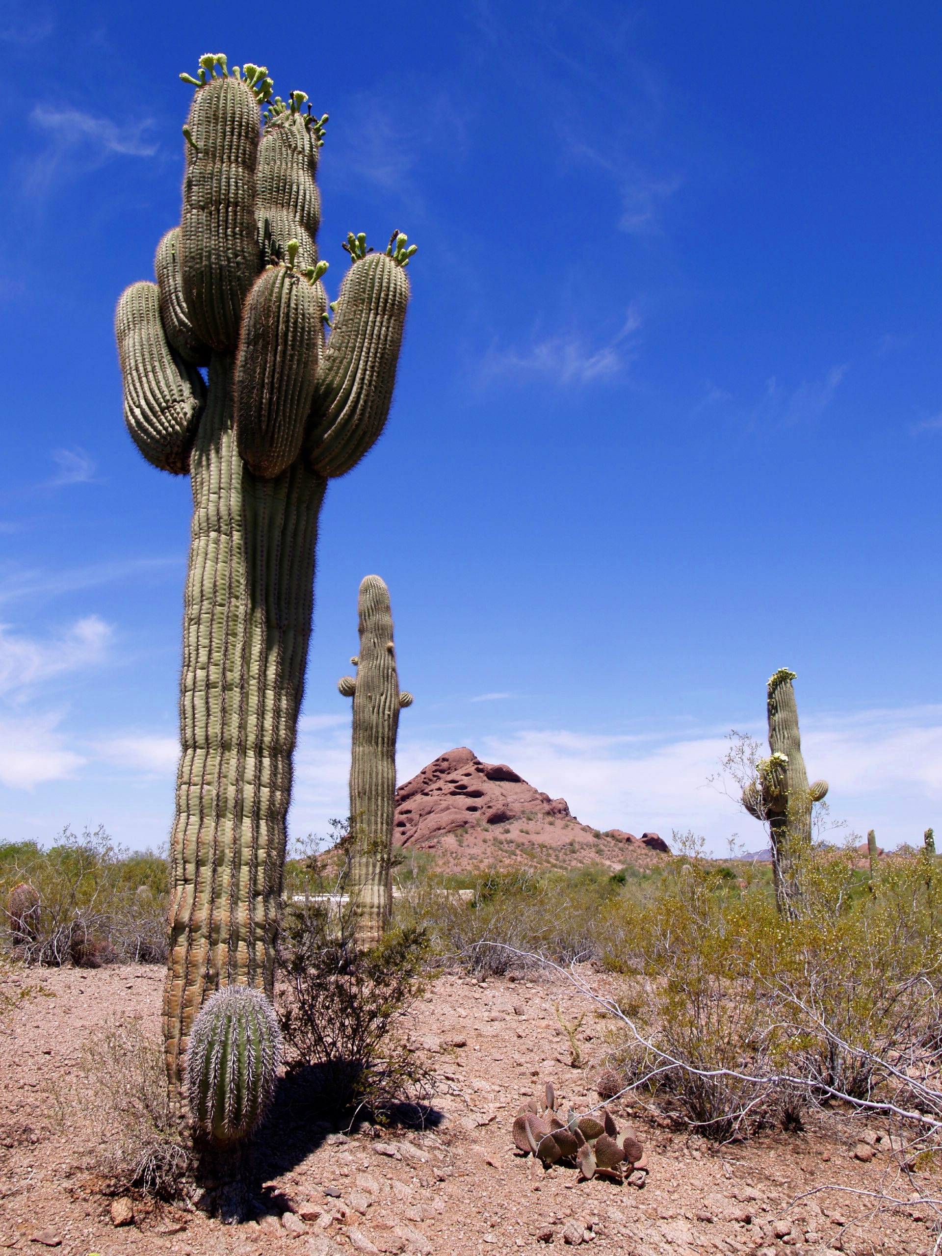 Расти свободными. Аризона кактусы. Кактусы в пустыне Невада. Сагуаро. Опунция в пустыне.